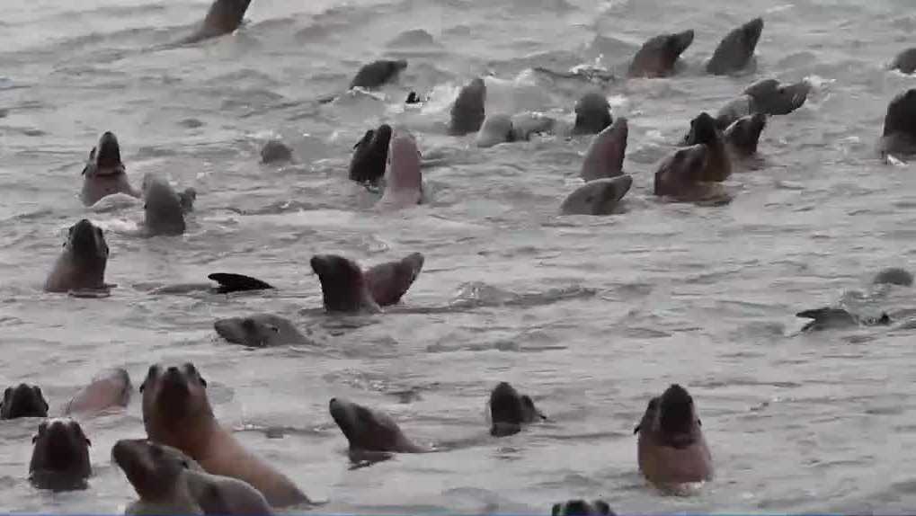 Large number of dead sea lions found off California coast, UCSC scientists investigate